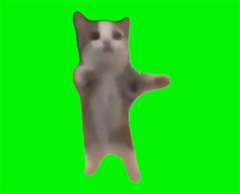 Happy Happy Happy Cat Meme Template Green Screen Memes Download - Memes