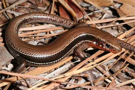 iNaturalist.org · Southern Coal Skink, observed by toby on March 4, 2007