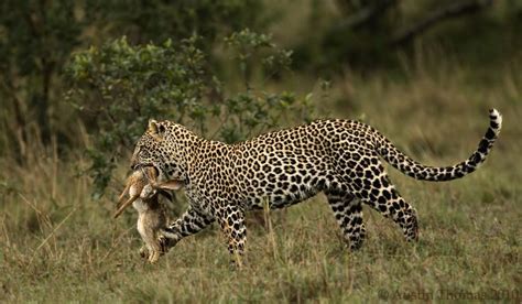 Leopard and Prey by Austin Thomas on 500px | Wildlife photography, Prey ...