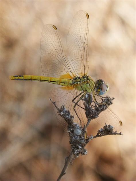 Yellow Dragonfly Sympetrum - Free photo on Pixabay