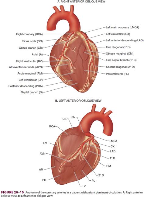 Anatomy & Physiology of the Coronary Circulation