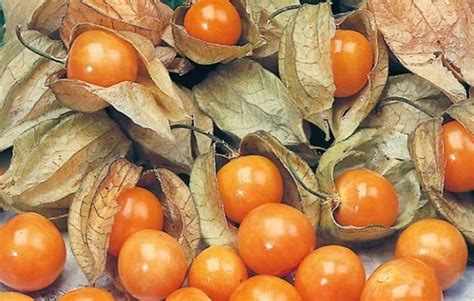 BUY CAPE GOOSEBERRY SEEDS - Physalis peruviana |The Garden of Eaden