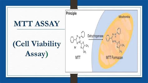 MTT ASSAY (Cell Viability Assay) - YouTube