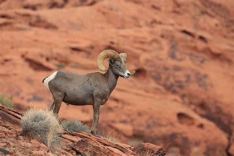 Bighorn Sheep - A-Z Animals