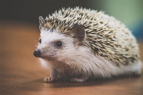 African Pygmy Hedgehog – Utica Zoo