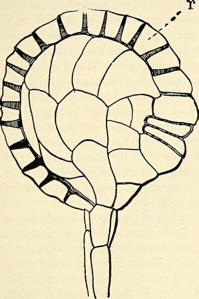 Sporangium - Definition and Quiz | Biology Dictionary