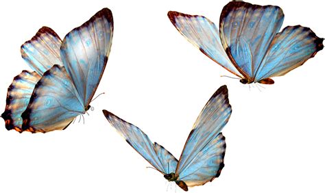 Blue Butterfly Transparent Clipart Image 939462 - Png 26E