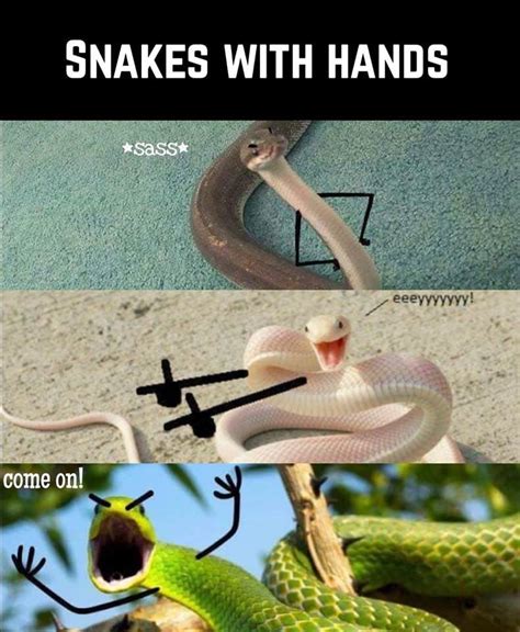 Who Knew Snakes Could Be So Cute - Memebase - Funny Memes