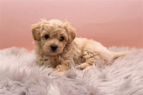 Maltipoo Colors Gallery - See examples of all Maltipoo Colors — My ...