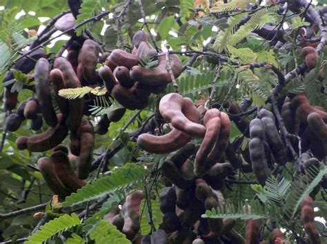 Tamarind Fruit Tree Free Stock Photo - Public Domain Pictures