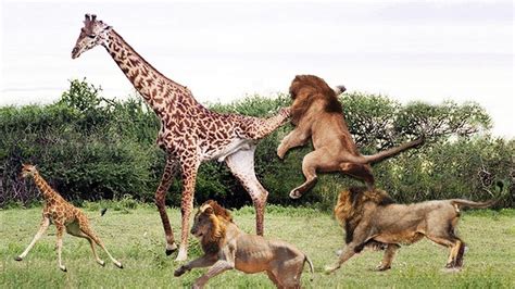 Lion Attack Giraffe National Geographic - YouTube