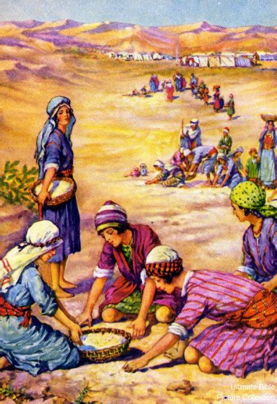 Exodus 16 Bible Pictures: Israelites gathering Manna