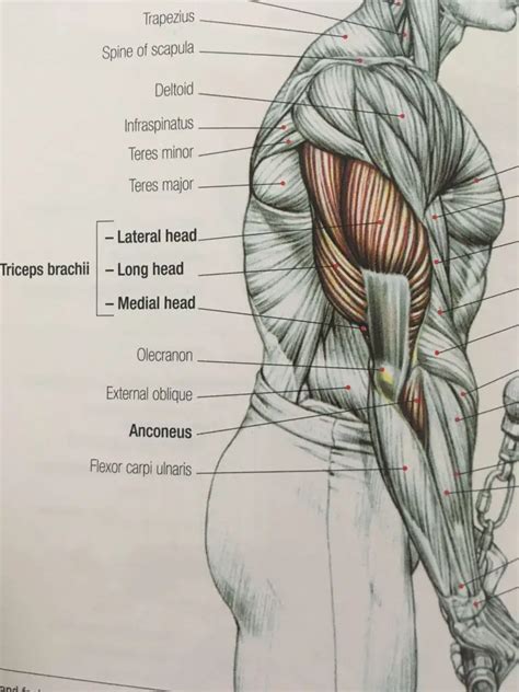 How Long Does It Take to Get Bigger Triceps (Grow Them Faster) - Bodies ...