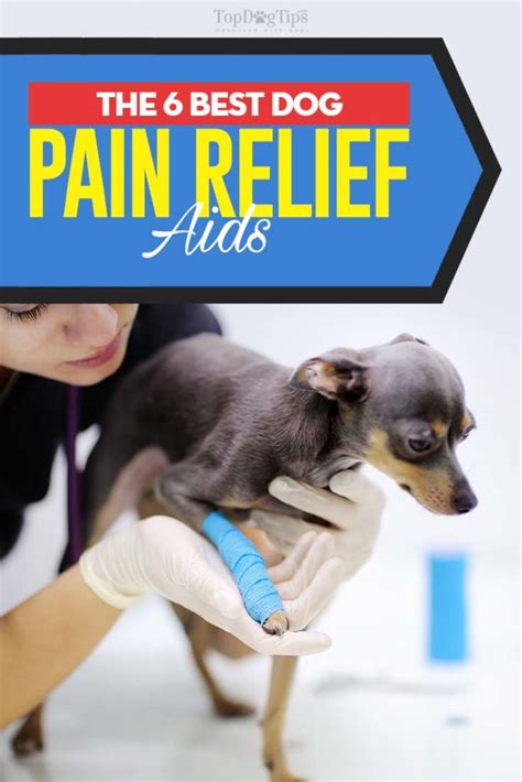 6 Best Dog Pain Relief Aids of 2020 (Dog Pain Reliever Buying Guide)