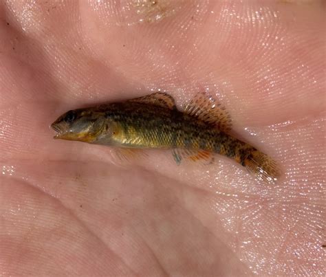 Rainbow Darter from Banklick Creek, Covington, KY, US on April 26, 2023 ...