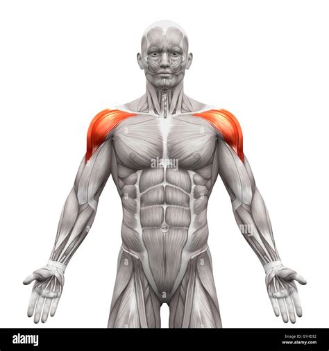 Deltoid Muscles Anterior - Anatomy Muscles isolated on white - 3D ...