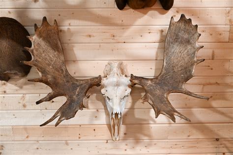 Moose Skull Euro Mount Large Brown Antlers – Antlers Unlimited