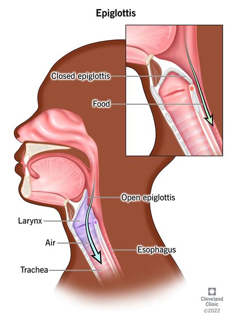 What Is the Epiglottis? Function & Anatomy