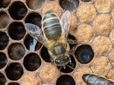 Honey Bee Species - Barnsley Beekeepers