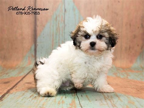 Shih Tzu Cross Toy Poodle Breeders - Home Alqu