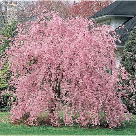 Double Pink Weeping Cherry Blossom Tree - Bright pink blossoms cascade ...