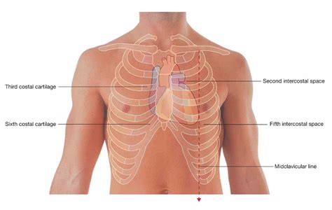 The Chest mar the heart is a muscular organ about size of fist located ...