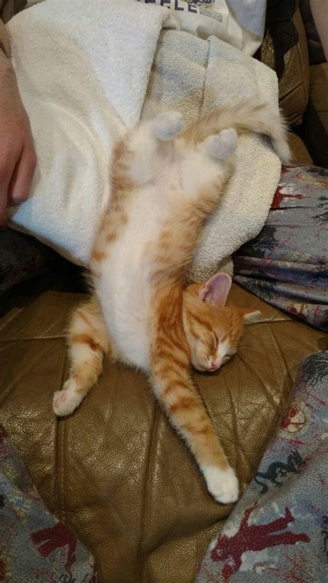 Sleeping upside down.... | 動物 かわいい, ねこ, 猫