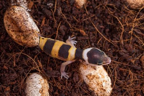 Lizard Reproduction: From Eggs to Hatchlings - My Backyard Passion