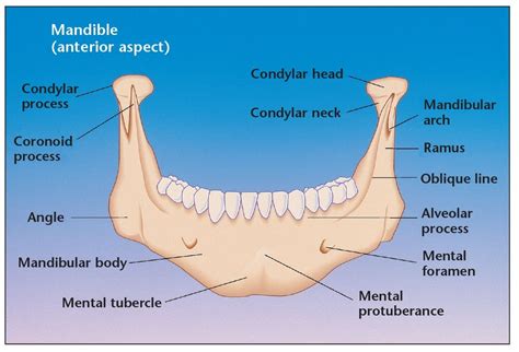 6 – Harvesting Bone from the Mandibular Symphysis | Pocket Dentistry