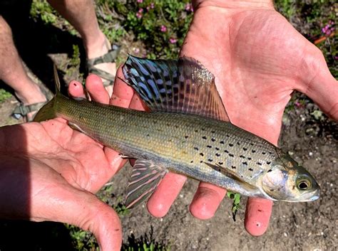 How Arctic fish survive in North Cascades lake - News