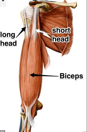 The Biceps Tendon | OrthoVirginia