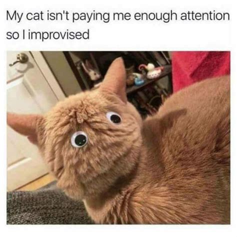 100 Funniest Cat Memes Ever (Especially if You Love Cats)