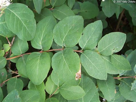 Symphoricarpos occidentalis (Wolfberry): Minnesota Wildflowers