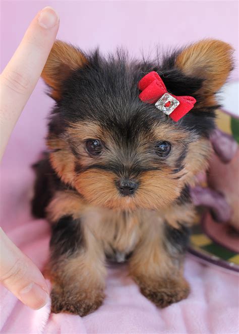 Delightful Teacup Yorkshire "Yorkie" Terrier Puppies for Sale | Teacups ...