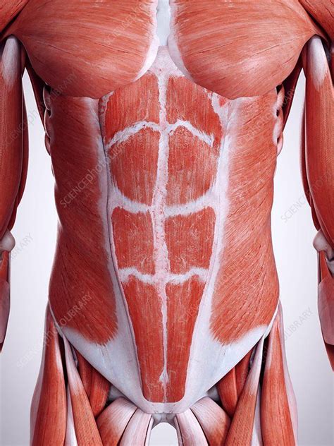 Muscle Anatomy Human Anatomy Body Abdominal Muscles Anatomy Muscle ...