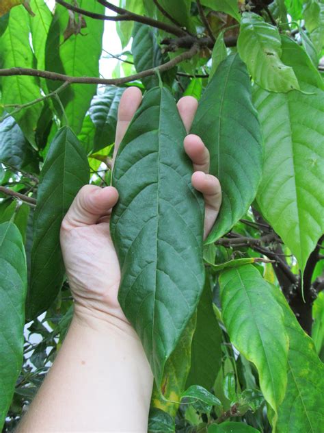 Mature Cacao Tree Leaves