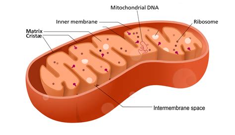 4.6 Cell Organelles – Human Biology