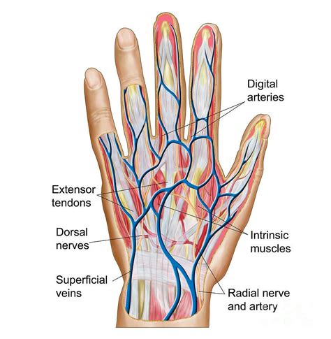 Anatomy Of Back Of Human Hand by Stocktrek Images in 2021 | Hand ...