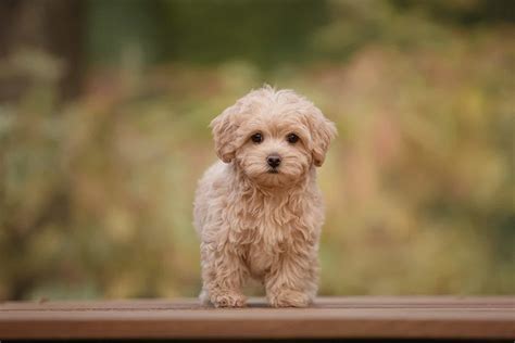 Maltipoo Colors: Everything You Need To Know