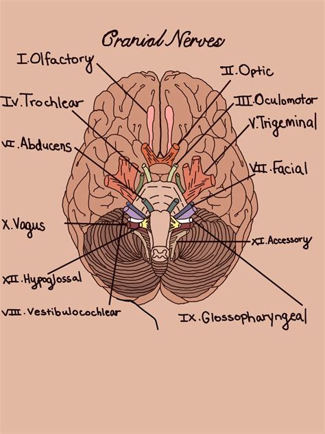 cranial nerves drawing | Nerve anatomy, Basic anatomy and physiology ...