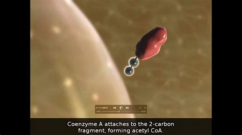 Cellular respiration animation - YouTube