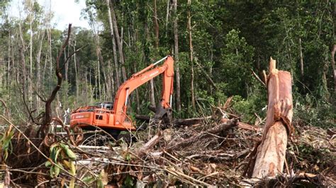 Pemerintah RI Perpanjang Moratorium Penebangan Hutan