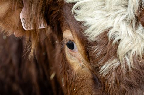 Cow Face Close-up | Copyright-free photo (by M. Vorel) | LibreShot