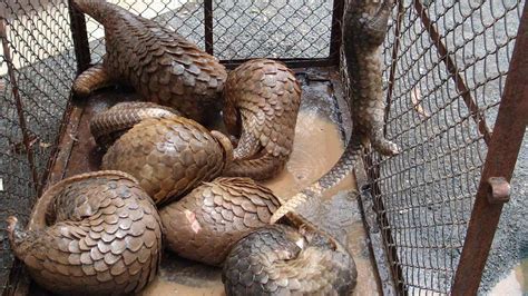 Pangolin Conservation - Wildlife Alliance