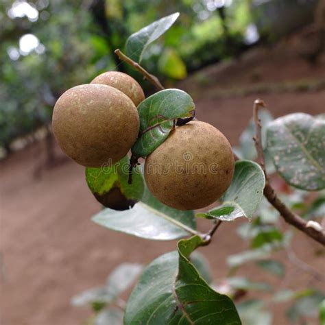 The Longan Fruits on the Tree Stock Image - Image of ingredient, juicy ...