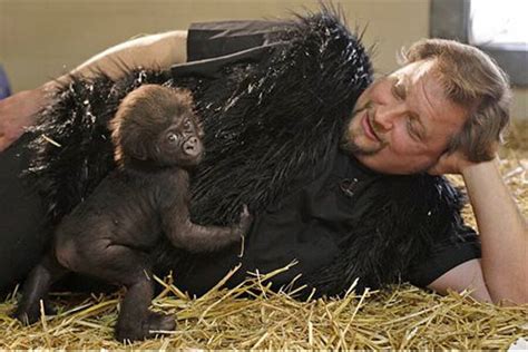 Gorilla raised by humans: Baby gorilla thriving in Ohio - CSMonitor.com