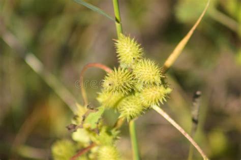 Common Cocklebur Seeds Closeup View with Blurred Background Stock Photo ...