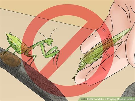 3 Ways to Make a Praying Mantis Habitat - wikiHow