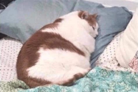 Fat cat in bed: Bed, Sleeping, Cat : r/FreshMemeTemplates