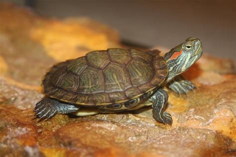 Red-Eared Slider Turtle Care: Tank Setup, Feeding, and Upkeep - PetHelpful